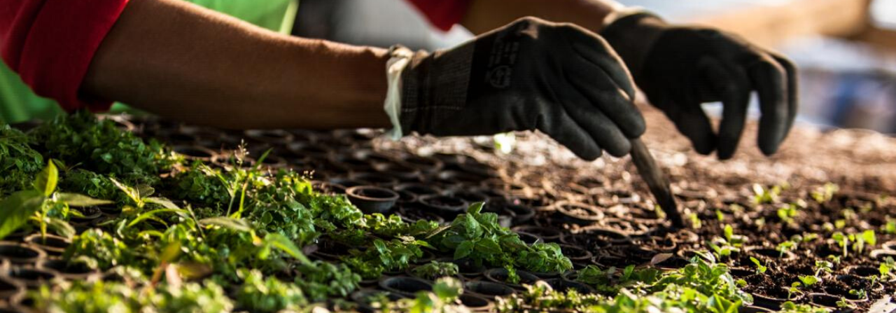 Sneaker LAB x WeForest - Planting Trees to Reduce Carbon Footprint